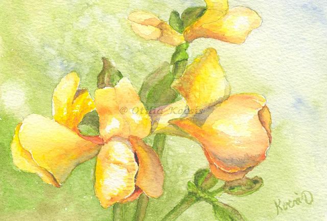Medicago Sativa (Yellow Alfalfa), watercolor, 6"x4": NFS