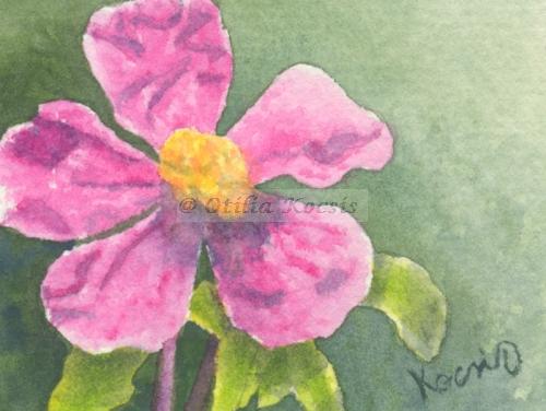 Pink Rock Rose, ACEO watercolor, 3.5x2.5: SOLD