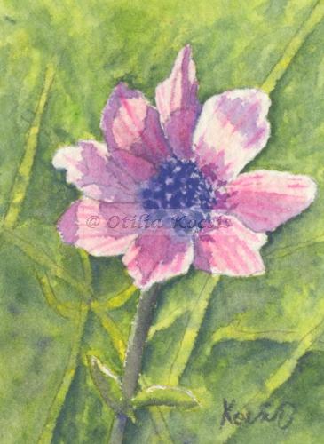 Purple Anemone (Anemone coronaria), ACEO watercolor, 2.5"x3.5": 15.00 US$