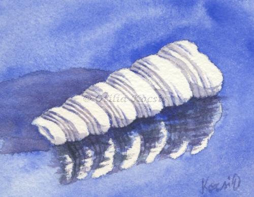 Beach Treasures - Turritella White Shell, ACEO watercolor, 3.5"x2.5": SOLD