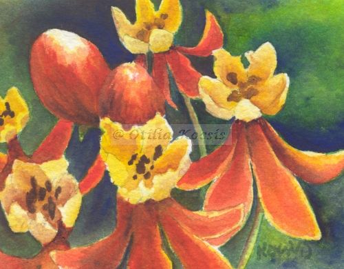 Tropical Milkweed (Asclepias curassavica), ACEO watercolor, 3.5x2.5: SOLD