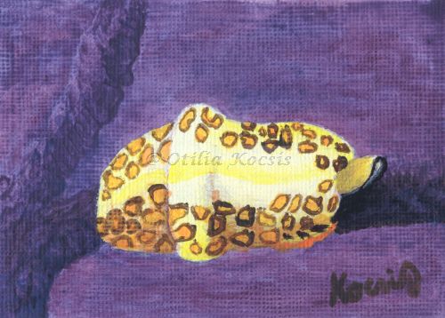 Flamingo Tongue Snail #01, ACEO acrylics, 3.5x2.5: 20.00 US$