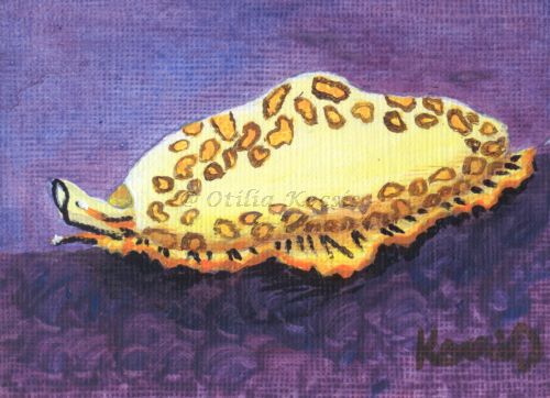Flamingo Tongue Snail #02, ACEO acrylics, 3.5x2.5: 20.00 US$