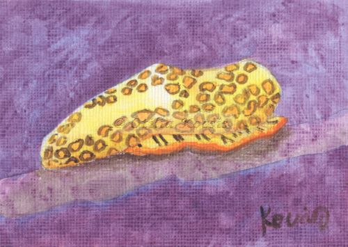 Flamingo Tongue Snail #03, ACEO acrylics, 3.5x2.5: 20.00 US$