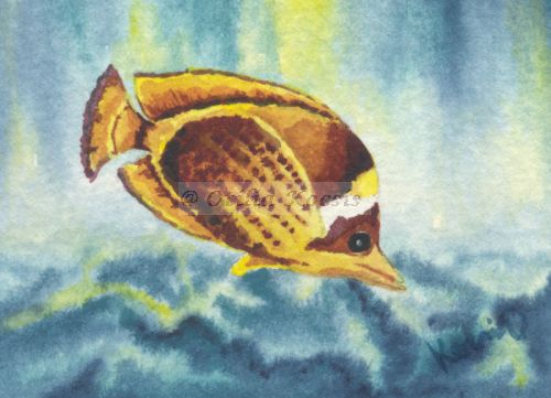 Raccoon Butterfly Fish 02, ACEO watercolor, 3.5"x2.5": 15.00 US$