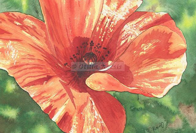 Red Poppy in Sunlight, watercolor, 10"x10": NFS