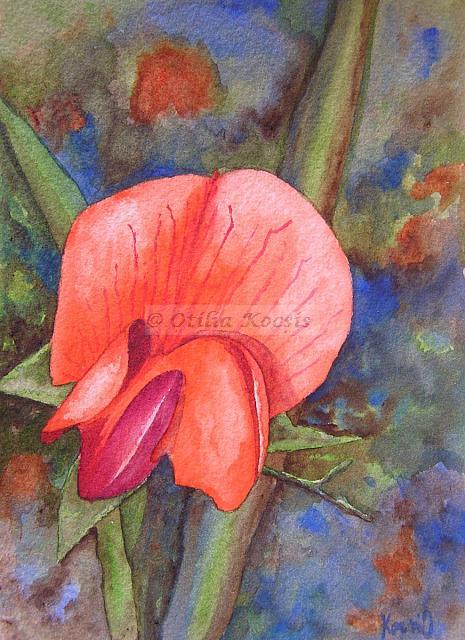 Lathyrus Cicera (Red Pea), watercolor, 5"x7": 45.00 US$