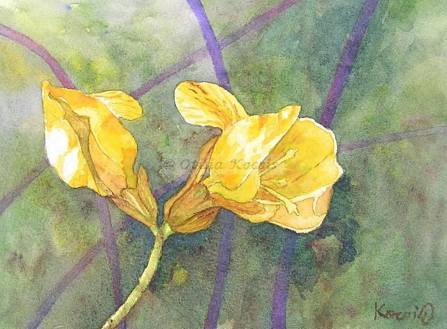 Ranunculus bulbosus (buttercup) buds, watercolor, 7"x5": NFS