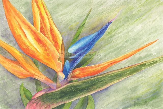 Bird of Paradise, watercolor, 10"x7": SOLD