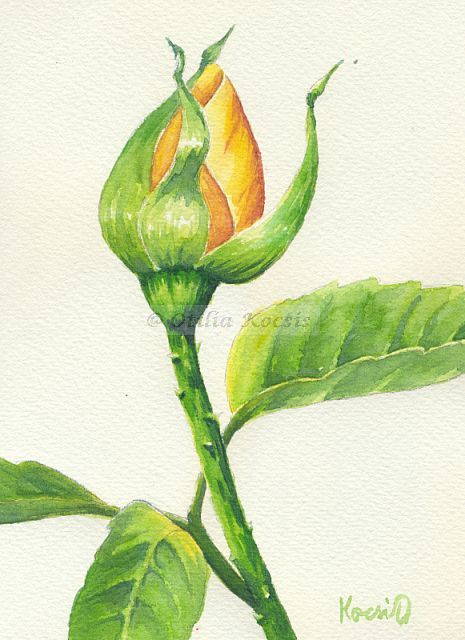 A Rose a Day #03, watercolor, 5"x7": 45.00 US$