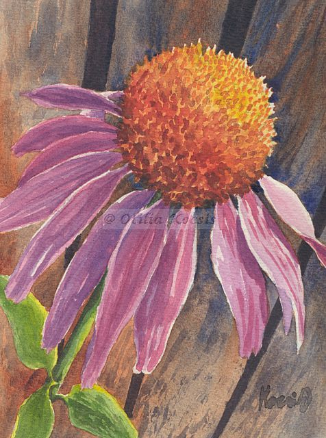 Cone Flower, watercolor, 7"x5": 45.00 US$