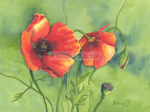 Poppy #03, watercolor, 7"x5": 45.00 US$