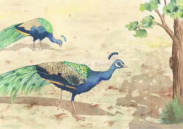 Peacocks, watercolor, 10"x7": SOLD