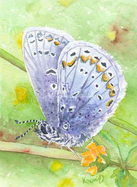 Chalkhill Blue Butterfly, watercolor, 5"x7": 45.00 US$