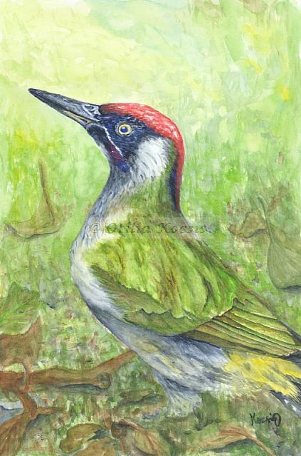 Woodpecker, watercolor, 7"x10": 75.00 US$