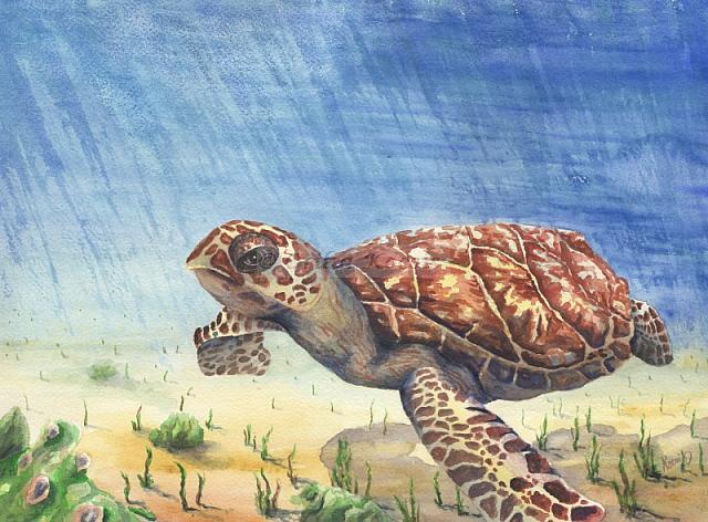 Hawksbill Sea Turtle (Eretmochelys imbricata), watercolor, 14"x10": 125.00 US$