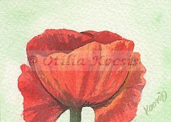 Red Poppy, ACEO watercolor, 3.5x2.5: NFS