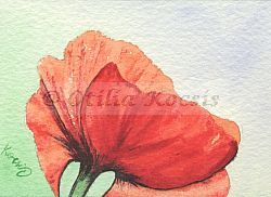 Red Poppy, ACEO watercolor, 2.5x3.5: 15 US$