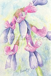 Vicia Purpurea (Purple Vetch), watercolor, 4"x6": NFS