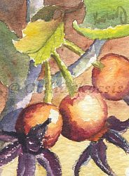 Rose Hips 02, ACEO watercolor, 2.5"x3.5": 15.00 US$