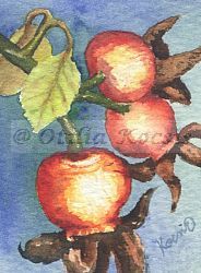 Rose Hips 03, ACEO watercolor, 2.5"x3.5": SOLD