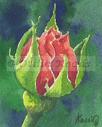 Red Rose Bud, ACEO watercolor, 2.5x3.5: SOLD