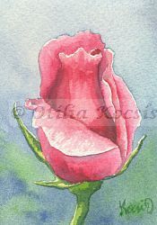 Pink Rose, ACEO watercolor, 2.5x3.5: SOLD